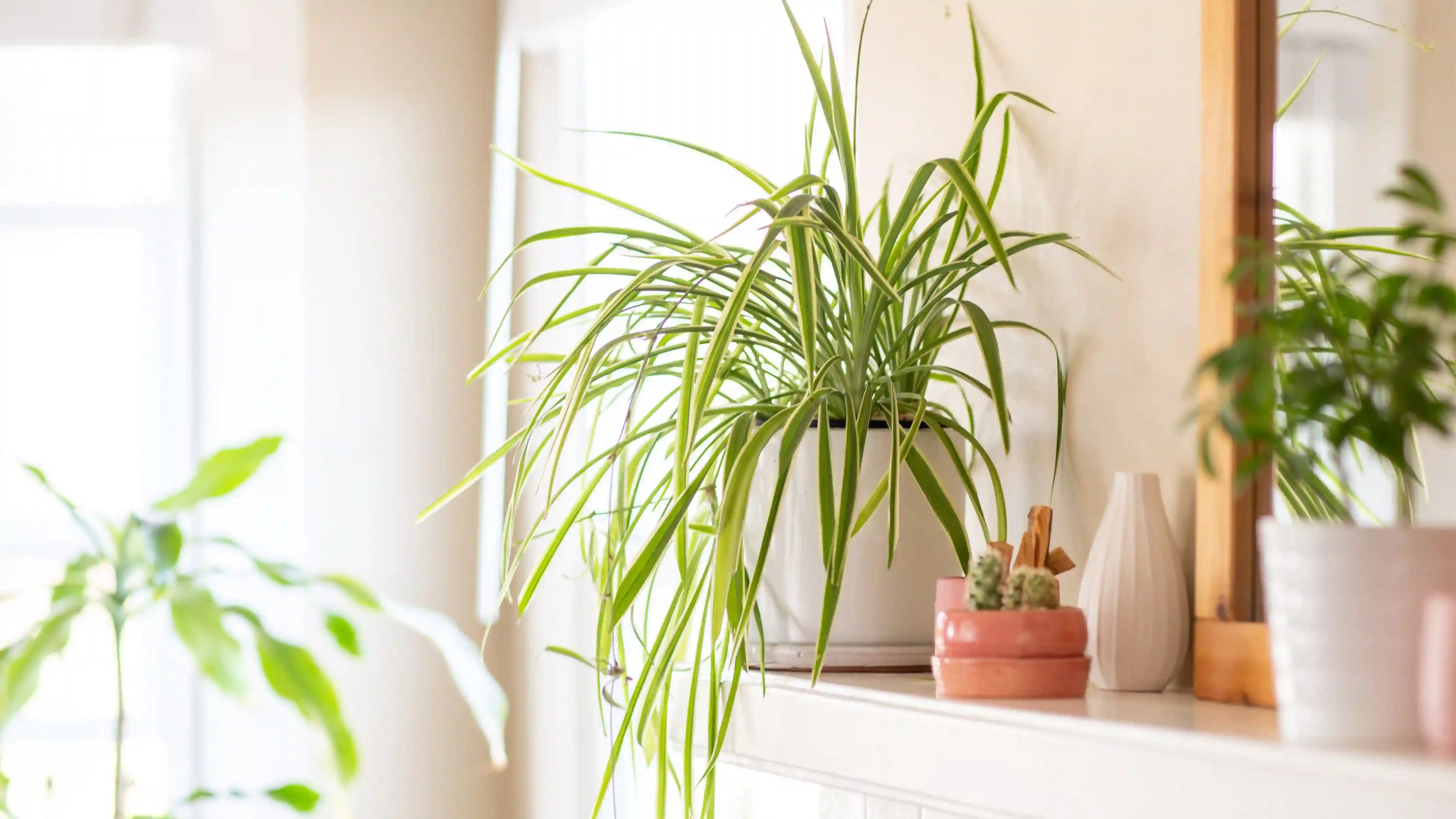 easiest houseplants